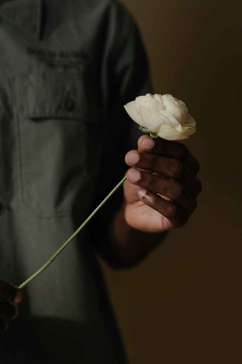 person holding white rose flower